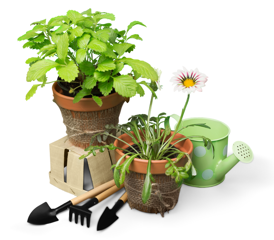 Close-up Gardening Equipment and Plants on Wooden Table